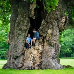 Hazlegrove's 1000 Year Old Oak makes it to The Tree of the Year Award Shortlist 